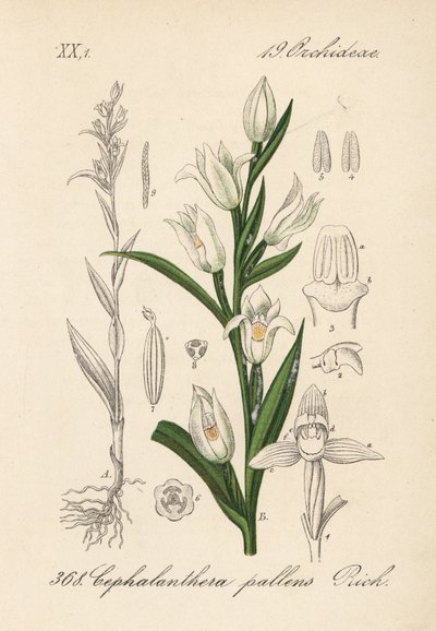 Cephalanthere on epe tai pitkälehtinen - Sword-leaved helleborine, Cephalanthera longifolia (Cephalanthera pallens). Käsin väritetty litografia Diederich von Schlechtendalin teoksesta Saksan kasvisto (Flora von Deutschland), Jena. tekijältä Unbekannter Künstler