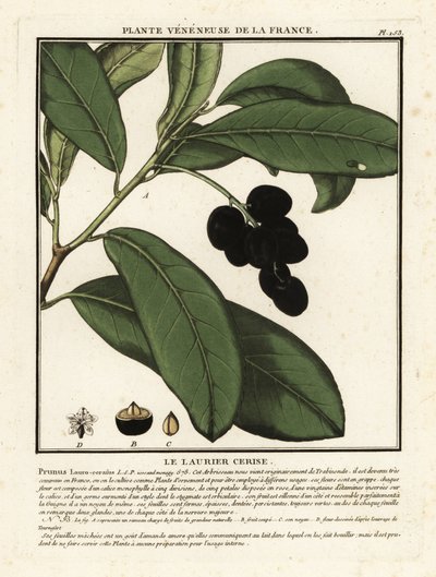 Kirsikkalaakerit, Prunus laurocerasus. tekijältä Unbekannter Künstler