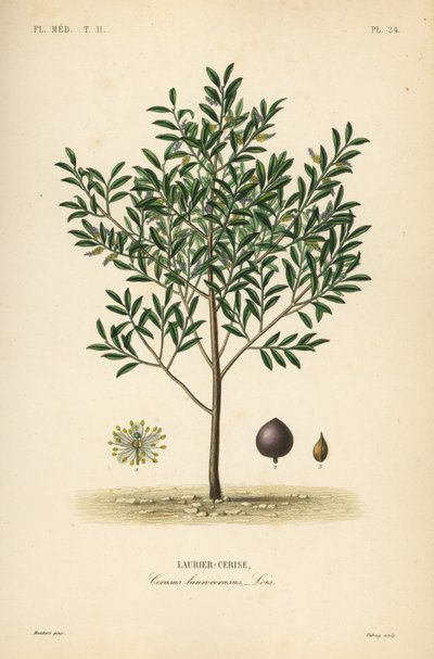 Kirsikkalaakeripuu tai englantilainen laakeripuu, Prunus laurocerasus, Cerasus laurocerasus, Laurier-cerise tekijältä Unbekannt