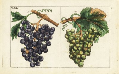 Chiavenna-rypäleet, Pinot noir-rypäleet, Vitis vinifera. tekijältä Unbekannter Künstler