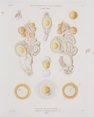 Kananmuna munanjohtimessa, n. 1847-1859 tekijältä Unbekannt