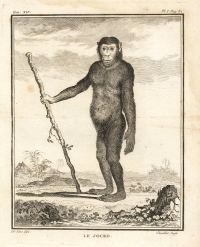Simpanssi, Pan troglodytes. Jocko. Uhanalainen. Chevillet