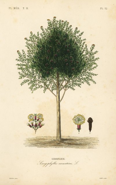 Neilikkapuu, Syzygium aromaticum, Caryophyllus aromaticus, Giroflier tekijältä Unbekannt