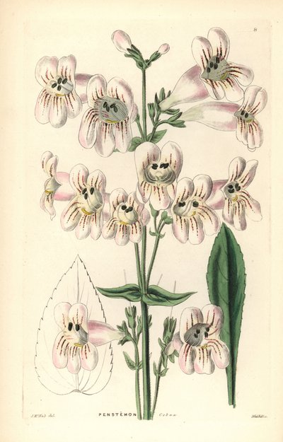 Cobaea-kukkainen penstemon, Penstemon cobaea. Weddellin käsin tekemä kuparikaiverrus J. McNabin mukaan, John Lindleyn ja Robert Sweetin teoksesta Ornamental Flower Garden and Shrubbery, G. Willis, Lontoo. tekijältä Unbekannter Künstler