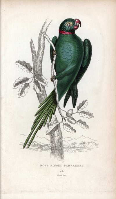 Kauluspapukaija, Psittacula krameri. Psittacus torquatus. Joseph Kiddin litografia John Audubonin piirroksen pohjalta, Miscellany of Natural History -teoksessa: Papukaijat, Sir Thomas DiK Lauder ja kapteeni Thomas Brown, julkaistu Edinburghissa, Skotlannis tekijältä Unbekannter Künstler