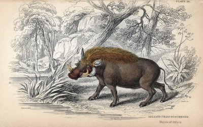Afrikkalaisapina (Phaochoerus africanus). William Lizarsin kuparikaiverrus James Stewartin piirroksen pohjalta, julkaistu teoksessa Naturalist Library: nisäkkäät, paksunahkaiset ja hienonahkaiset nelijalkaiset, toimittanut W. H. Lizars, Edinburghissa, Skot tekijältä Unbekannter Künstler