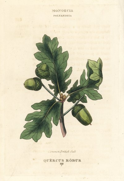 Yleinen brittiläinen tammi, Quercus robur. Käsin väritetty kuparipiirros Richard Duppan kuvituksen mukaan teoksesta The Clours and Orders of the Linnaean System of Botany, Longman, Hurst, Lontoo. tekijältä Unbekannter Künstler