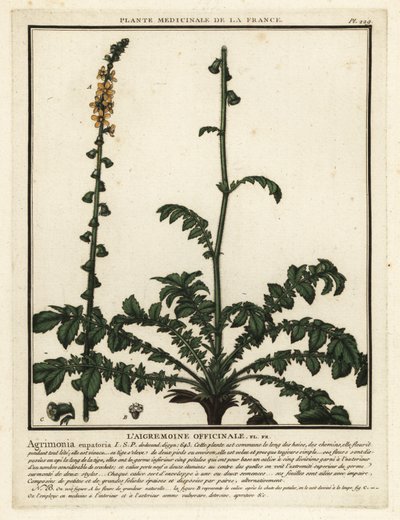 Tavallinen maatalous, Agrimonia eupatoria. tekijältä Unbekannter Künstler