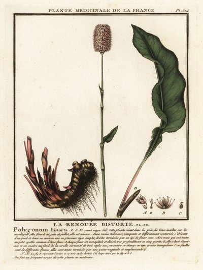 Tavallinen bistorta, Persicaria bistorta. tekijältä Unbekannter Künstler