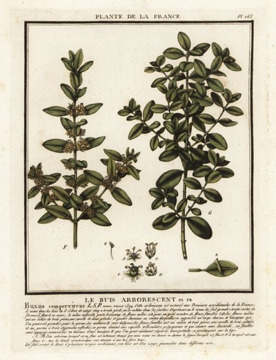 Yhteinen laatikko, Buxus sempervirens. tekijältä Unbekannter Künstler