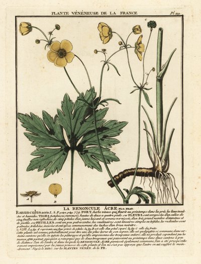 Tavallinen leinikki, Ranunculus acris. tekijältä Unbekannter Künstler