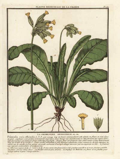 Tavallinen lehmävalja tai helokki, Primula veris. tekijältä Unbekannter Künstler