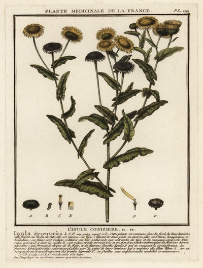 Harvinainen fleabane, Pulicaria dysenterica. tekijältä Unbekannter Künstler