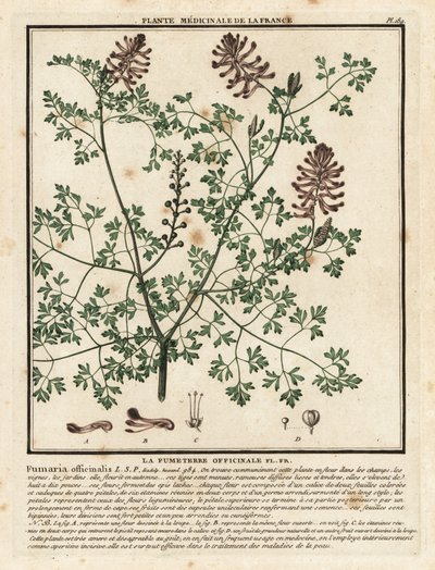 Tavallinen fumitoria, Fumaria officinalis. tekijältä Unbekannter Künstler