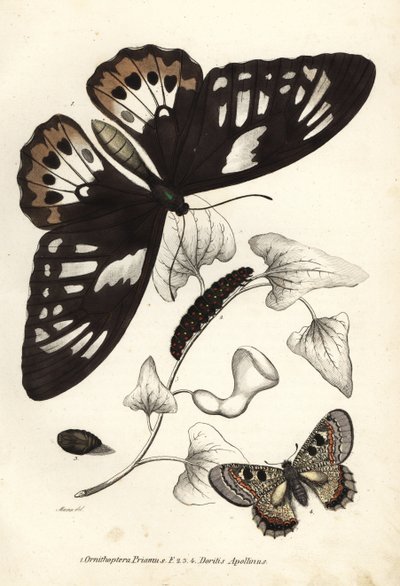 Vihreä linnunsiipi, Ornithoptera priamus, perhonen, toukka ja poikanen sekä valepapollo, Archon apollinus (Doritis apollinus). Käsinväritetty litografia Georg Friedrich Treitschken luonnonhistoriallisesta galleriasta, Naturhistorischer Bildersaal des Thi tekijältä Unbekannter Künstler