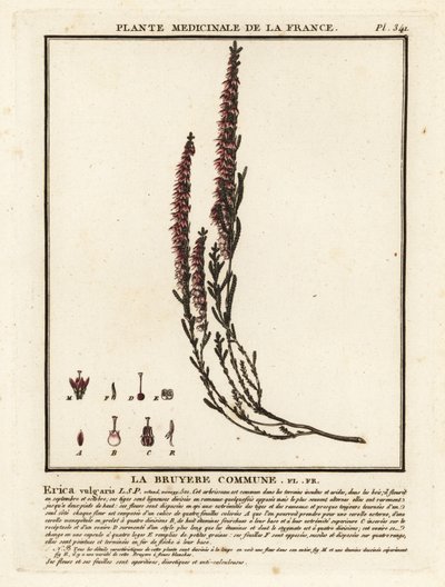 Kannerva, Calluna vulgaris. tekijältä Unbekannter Künstler
