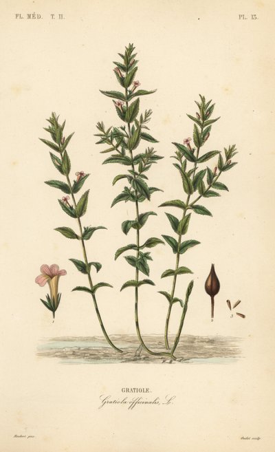 Tavallinen hedgehyssop tai armonyrtti, Gratiola officinalis, Gratiole tekijältä Unbekannt