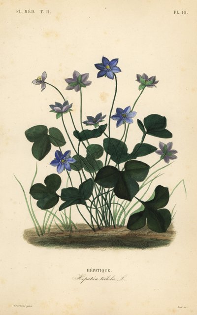 Tavallinen hepatica tai maksamato, Anemone hepatica, Hepatica triloba, Hepatique tekijältä Unbekannt