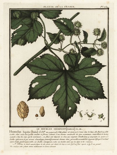 Harvinainen humala, Humulus lupulus. tekijältä Unbekannter Künstler