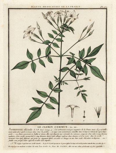 Tavallinen jasmiini, Jasminum officinale. tekijältä Unbekannter Künstler