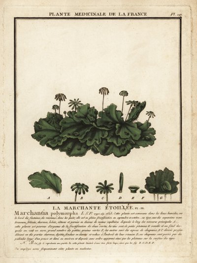 Tavallinen maksajuuri, Marchantia polymorpha. tekijältä Unbekannter Künstler