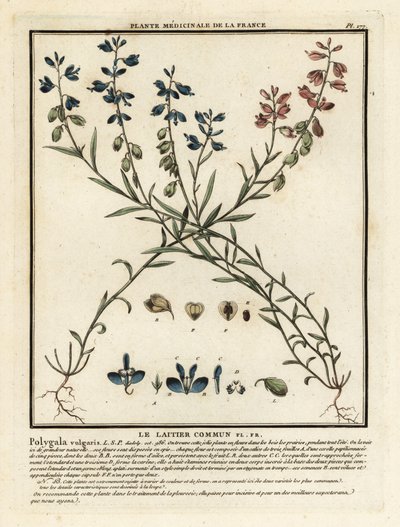 Tavallinen maitojuuri, Polygala vulgaris. tekijältä Unbekannter Künstler