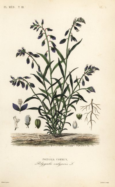 Tavallinen maitojuuri, Polygala vulgaris, Polygala commun tekijältä Unbekannt