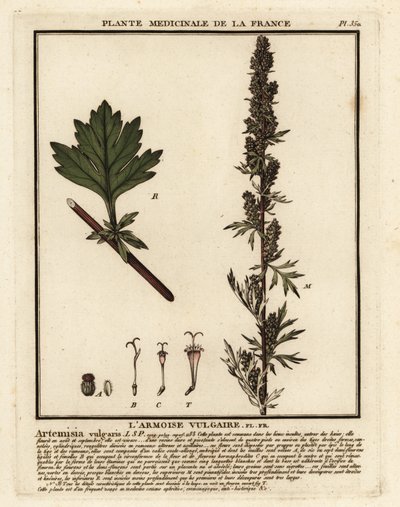 Harvinainen mukijuuri, Artemisia vulgaris. tekijältä Unbekannter Künstler