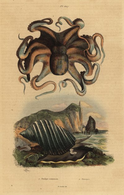 Tavallinen mustekala, Octopus vulgaris 1 ja merietana, Dicathais orbita tekijältä Unbekannt