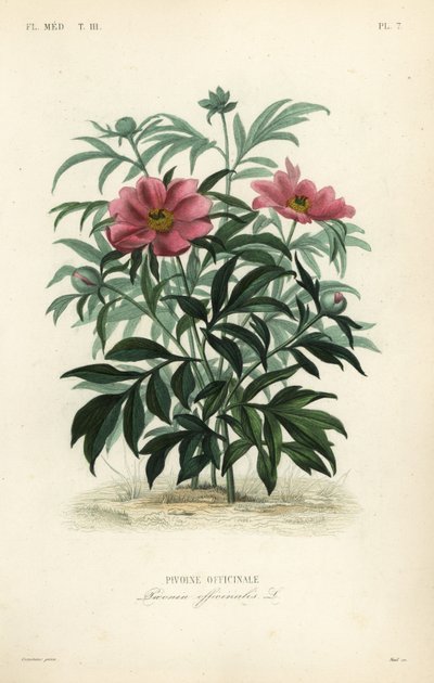 Tavallinen pioni tai puutarhapioni, Paeonia officinalis, Pivoine officinale tekijältä Unbekannt