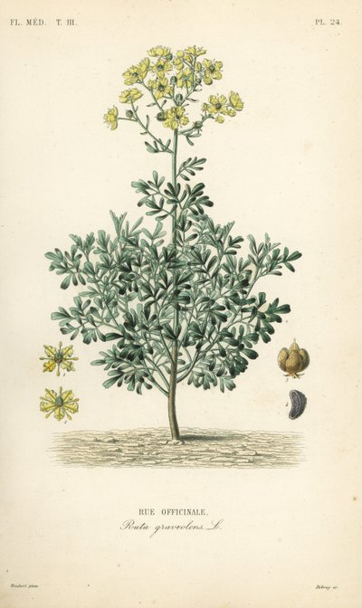 Tavallinen rue tai armonyrtti, Ruta graveolens, Rue officinale tekijältä Unbekannt