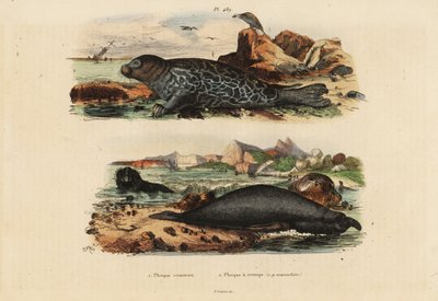 Tavallinen hylje, Phoca vasikka 1 ja pohjoisnorsuhylje, Mirounga angustirostris 2 tekijältä Unbekannt