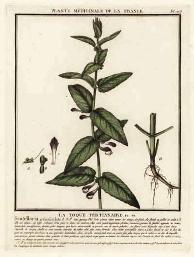Tavallinen pääkallo, Scutellaria galericulata. tekijältä Unbekannter Künstler