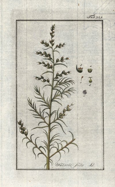 Tavallinen sooda (Salsola soda). Litografia Johannes Zornin (1739-1799) teoksesta "Afbeelding der Artseny-Gewassen", Alankomaat. tekijältä Unbekannter Künstler
