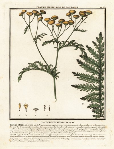 Tavallinen tansy, Tanacetum vulgare. tekijältä Unbekannter Künstler