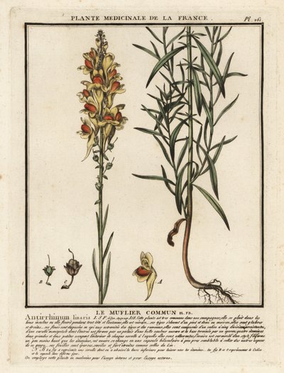 Tavallinen rupikonna, Linaria vulgaris. tekijältä Unbekannter Künstler
