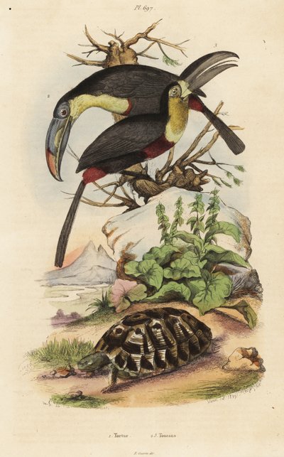 Kilpikonna, Testudo graeca 1, rikkirintatukaani, Ramphastos sulfuratus 2 ja valkokurkkutukaani, Ramphastos tucanus 3, Tortue, tukaanit tekijältä Unbekannt