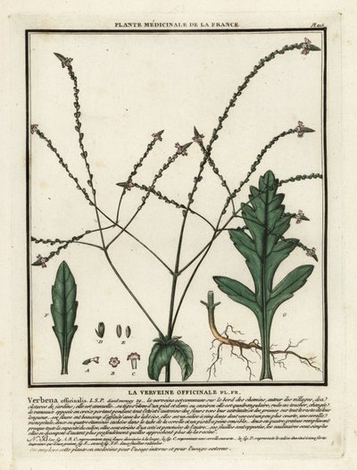Tavallinen vervain, Verbena officinalis. tekijältä Unbekannter Künstler