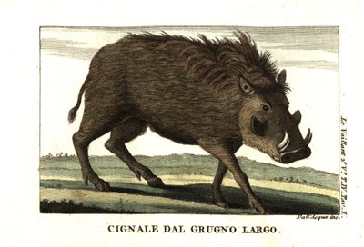 Phacochoerus africanus. Francois Le Vaillant (Levaillant). tekijältä Unbekannter Künstler