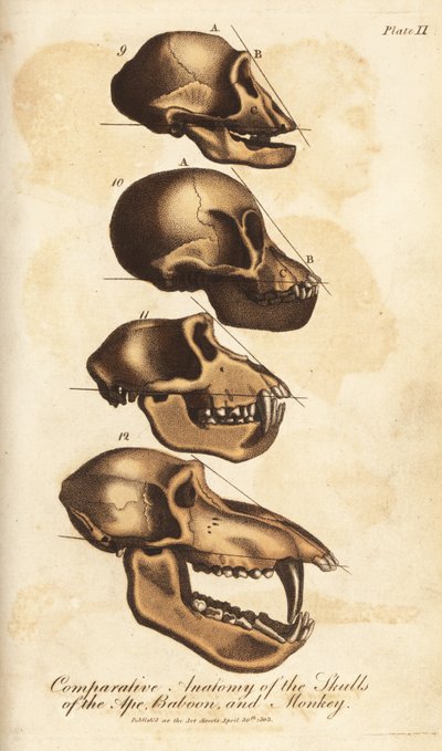 Apinan, paviaanin ja apinan kallojen vertaileva anatomia - Käsinväritetty kuparikaiverrus Ebenezer Siblyn teoksesta Universal System of Natural History, Lontoo. tekijältä Unbekannter Künstler