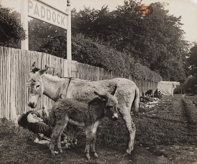 Kahden aasin yhdistelmä, n. 1909 tekijältä Unbekannt
