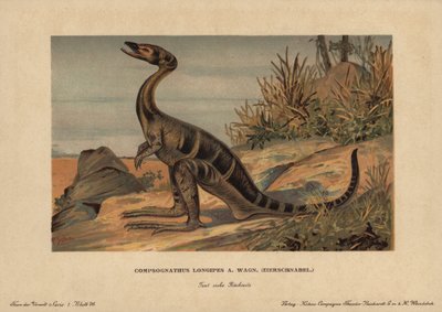 Compsognathus longipes, jurakauden pienikokoisten kaksijalkaisten lihansyöjädinosaurusten suku. F. Johnin kromolitografia (Reichardt Cocoa Companyn esihistoriallisten eläinten sarja), alun perin julkaistu teoksessa "Animals of the Prehistoric World". tekijältä Unbekannter Künstler