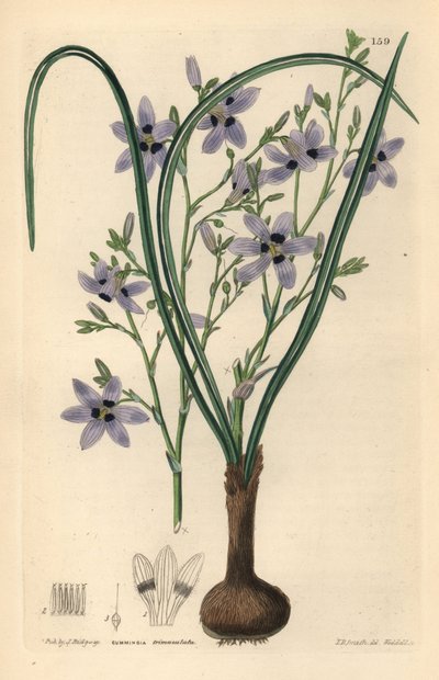 Conanthere - Conanthera trimaculata (Kolmipistekummingia, Cummingia trimaculata). Weddellin käsin tekemä kuparikaiverrus Edwin Dalton Smithin mukaan, John Lindleyn ja Robert Sweetin teoksesta Ornamental Flower Garden and Shrubbery, G. Willis, Lontoo. tekijältä Unbekannter Künstler