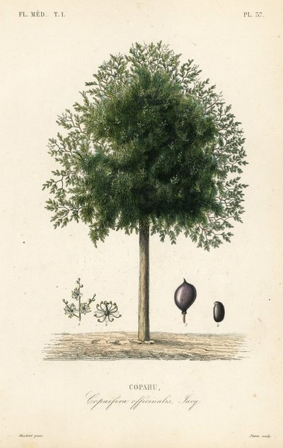 Copaiba-puu, Copaifera officinalis, Copahu tekijältä Unbekannt