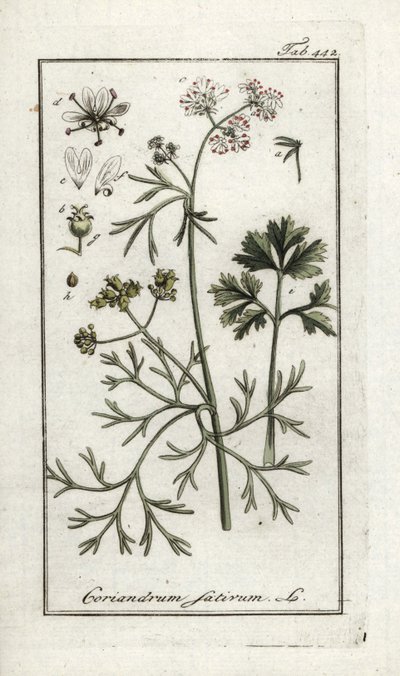 Korianteri (Coriandrum sativum). Litografia Johannes Zornin (1739-1799) teoksesta "Afbeelding der Artseny-Gewassen", Alankomaat. tekijältä Unbekannter Künstler