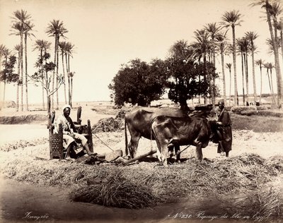 Maissinkorjuu Egyptissä. tekijältä Unbekannter Künstler