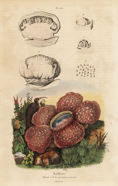 Ruumiililja tai rafflesia, Rafflesia arnoldii tekijältä Unbekannt