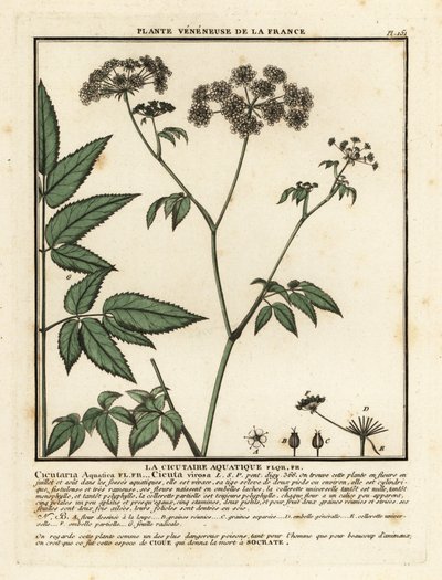 Cowbane, Hemlock virosa. tekijältä Unbekannter Künstler