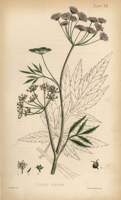 Lehmusruoho tai vesihelmilukko, Cicuta virosa. Henry Sowerbyn tekemä käsin väritetty litografia Edward Hamiltonin teoksesta Flora Homeopathica, Bailliere, Lontoo. tekijältä Unbekannter Künstler