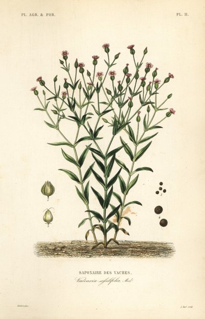 Lehmänherma, Vaccaria hispanica, Vaccaria sessilifolia, Saponaire des Vaches tekijältä Unbekannt